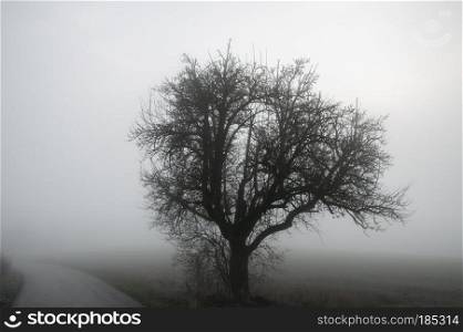 Dramatic landscape with a leafless tree, a country road and a meadow covered by morning fog, on a cold day of December, in Schwabisch Hall, Germany.