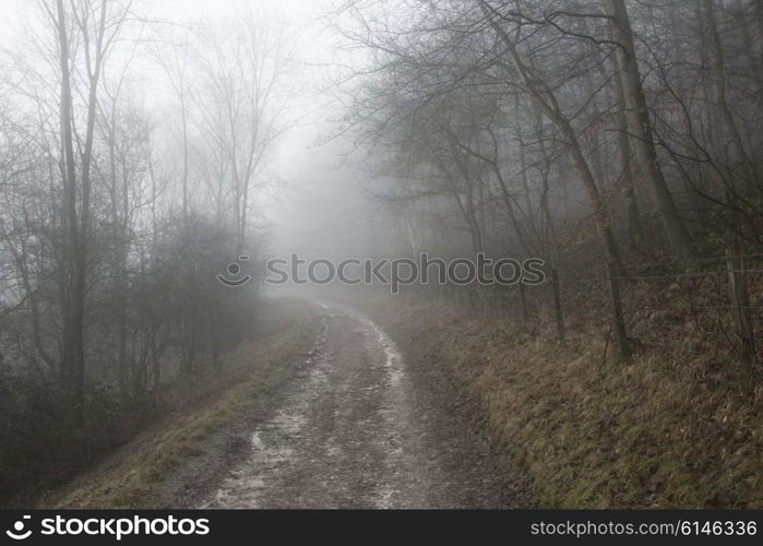 Dramatic moody foggy forest landscape Spring Autumn Fall