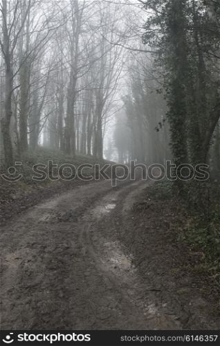Dramatic moody foggy forest landscape Spring Autumn Fall