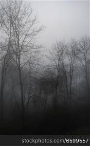 Dramatic moody foggy forest landscape Spring Autumn Fall