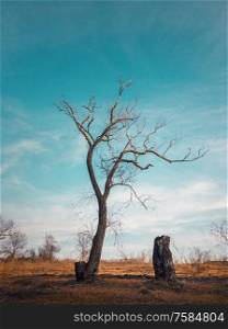 Dramatic scene, barren lonely tree on the autumn meadow. Idyllic scene, dry and dead nature, silence and solitude mood. Vertical orientation shot.