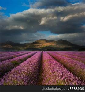 Dramatic sky over landscape of mountain range with lavender field in foreground