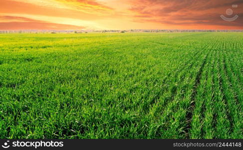 Dramatic sunset over a field with green grass. Dramatic sunset over field with green grass