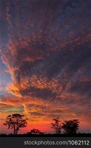Dramatic sunset over the Savuti region of northern Botswana, Africa.