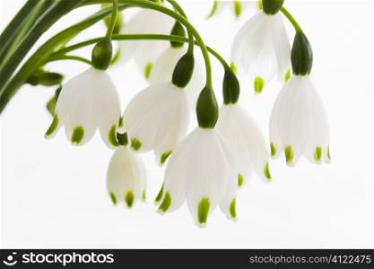 Draping white flowers