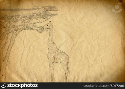 Drawing of a giraffe eating spruce leaves . Drawing of a giraffe eating spruce leaves on a yellow-colored paper background