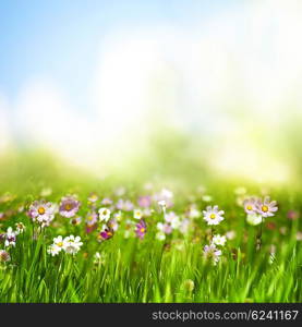 dreamy afternoon on the meadow, seasonal natural backgrounds