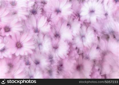 Dreamy background of pink daisy flowers, flowery field, natural abstract freshness, spring garden, slow motion photography effect, fine art