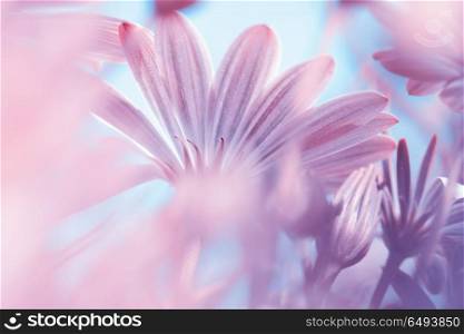Dreamy floral background, fine art, soft focus photo of a beautiful gentle pink daisy flowers, beauty of wild chamomiles, amazing nature of spring season. Dreamy floral background