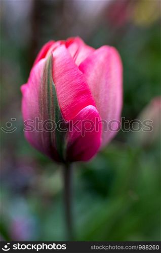 dreamy little tulip, shallow depth of field