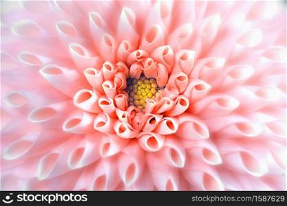 dreamy picture of a dahlia, sharp in the centre, shallow depth of field in the outer area