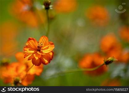 dreamy picture og orange flowers