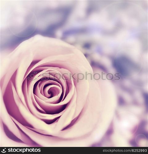 Dreamy rose abstract background, beautiful fresh violet flower, floral style image, closeup on nature, tender plant, shallow dof