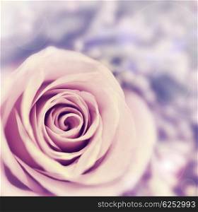 Dreamy rose abstract background, beautiful fresh violet flower, floral style image, closeup on nature, tender plant, shallow dof