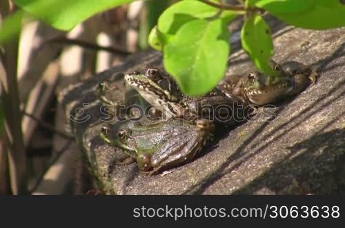 Drei Frosche sitzen auf einem Stein in der Sonne; uber ihnen grune Blatter.