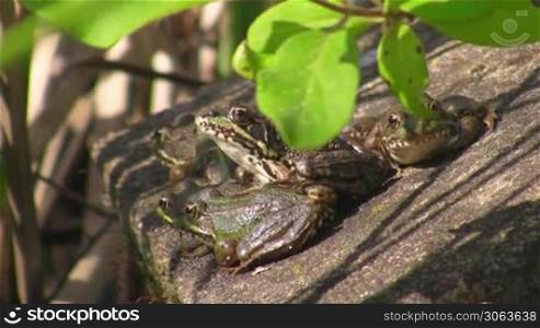 Drei Frosche sitzen auf einem Stein in der Sonne; uber ihnen grune Blatter.