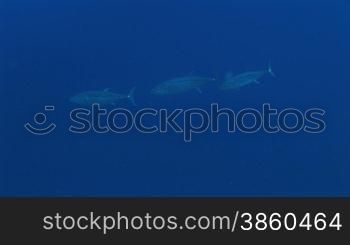 Drei Thunfische, dogtooth tunas, im Meer