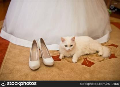 Dress of the bride and the white cat lying at feet.. White cat and wedding dress.