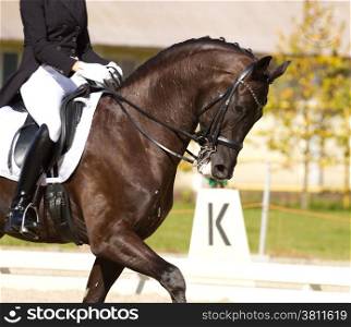 Dressage horse and a rider