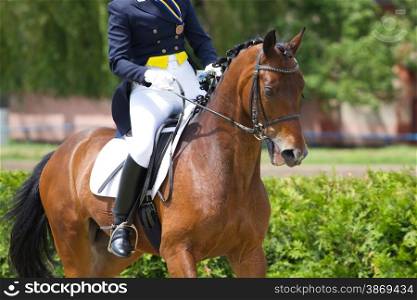 Dressage horse and a rider&#xA;