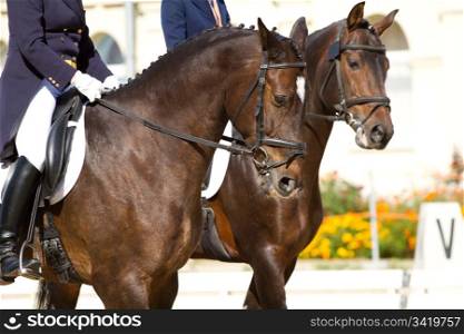 dressage horses and rider