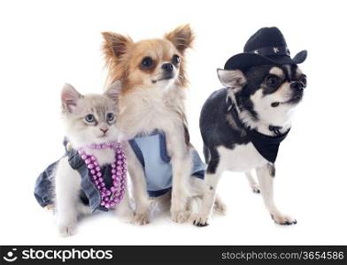 dressed birman kitten and chihuahuas in front of white background