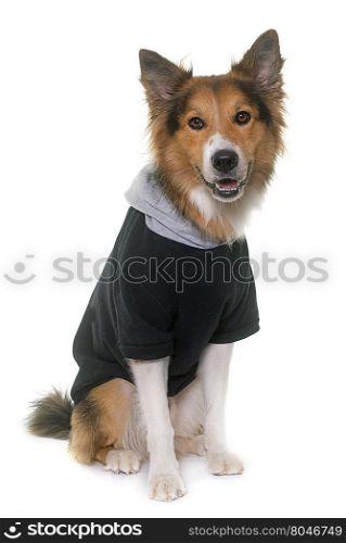 dressed border collie in front of white background