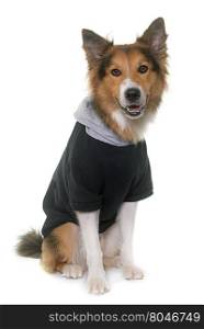 dressed border collie in front of white background