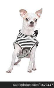 dressed chihuahua. dressed chihuahua in front of a white background