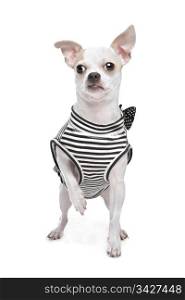dressed chihuahua. dressed chihuahua in front of a white background