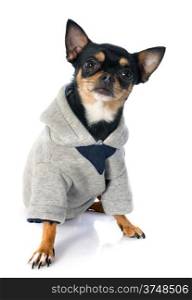 dressed chihuahua in front of white background