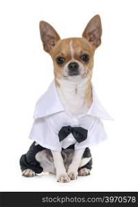 dressed chihuahua in front of white background