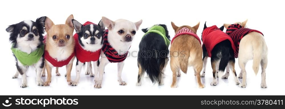 dressed chihuahuas in front of and back