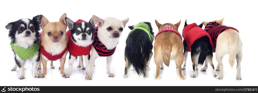 dressed chihuahuas in front of and back