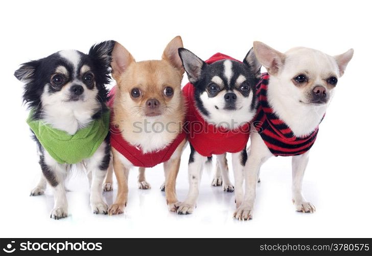 dressed chihuahuas in front of white background