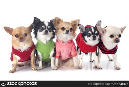 dressed chihuahuas in front of white background