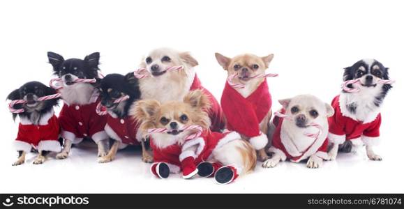 dressed chihuahuas with candy in front of white background