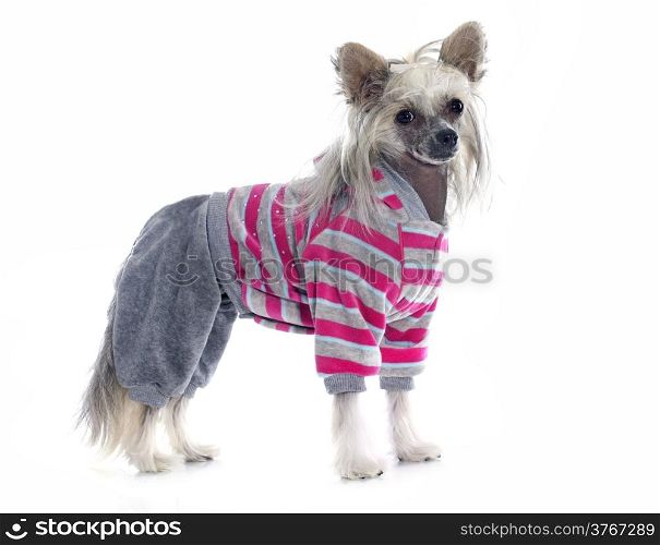dressed Chinese Crested Dog in front of white background
