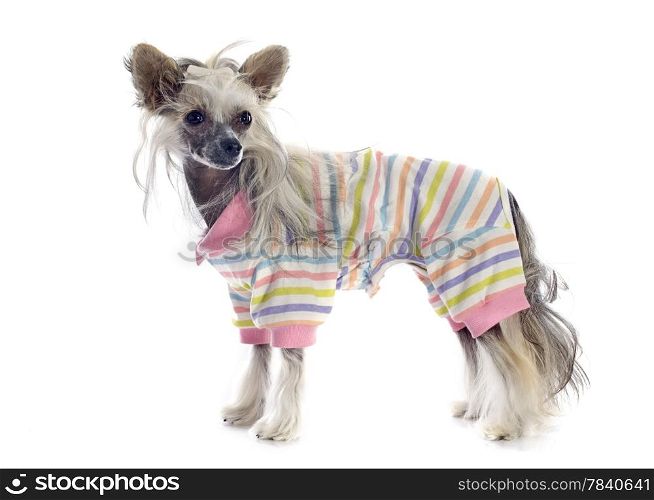 dressed Chinese Crested Dog in front of white background