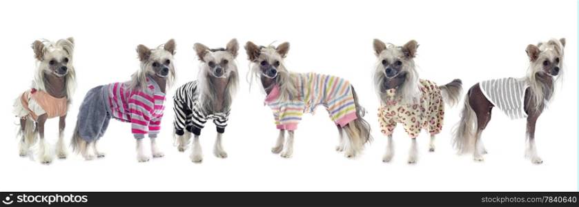dressed Chinese Crested Dogs in front of white background