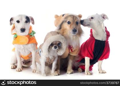 dressed dogs in front of white background