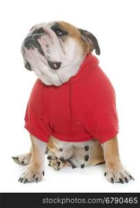 dressed english bulldog in front of white background