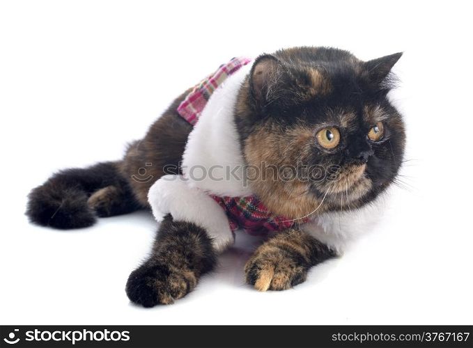 dressed exotic shorthair cat in front of white background