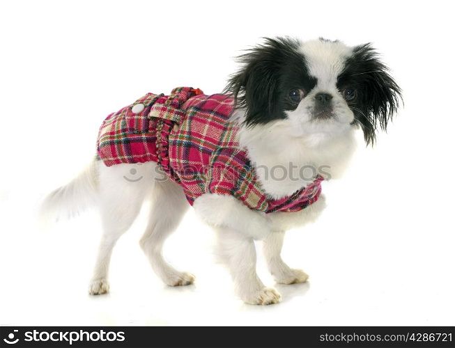 dressed japanese chin in front of white background