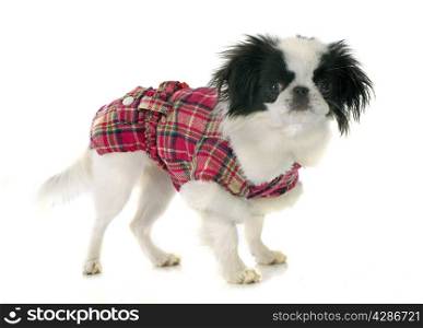 dressed japanese chin in front of white background