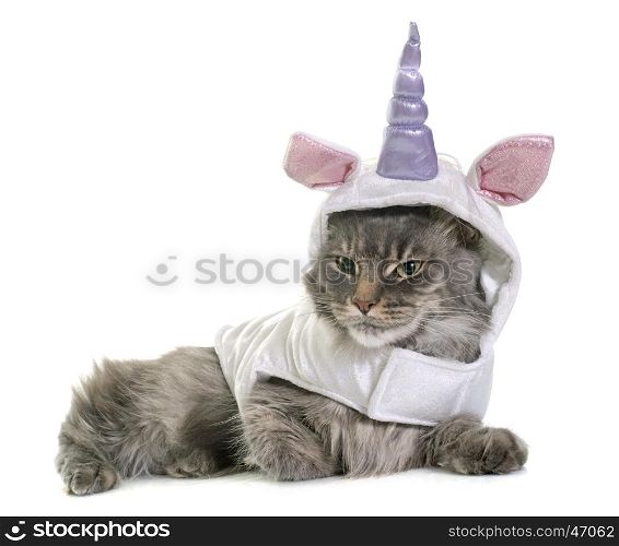 dressed maine coon cat in front of white background
