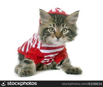 dressed maine coon kitten in front of white background