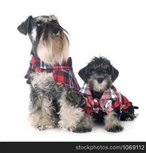 dressed miniature schnauzers in front of white background