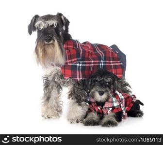 dressed miniature schnauzers in front of white background