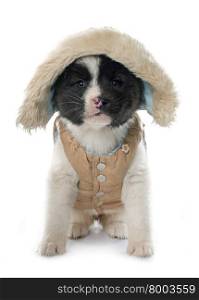 dressed puppy american akita in front of white background